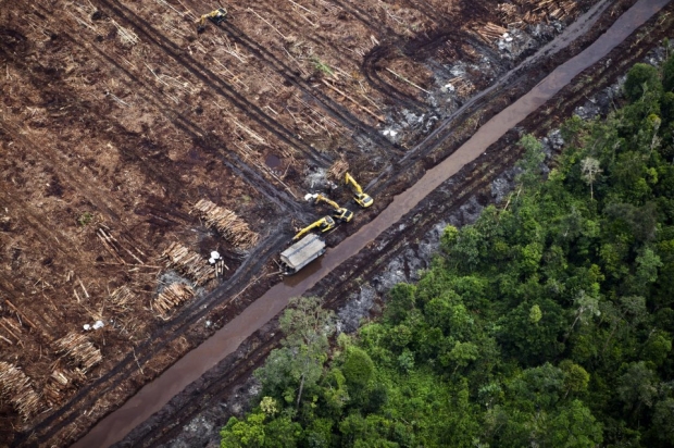 Rainforest-destruction-Sumatra