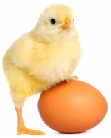 Cute yellow baby chick